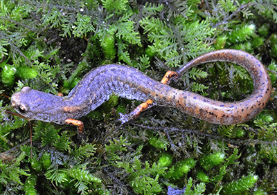 Four-toed Salamander